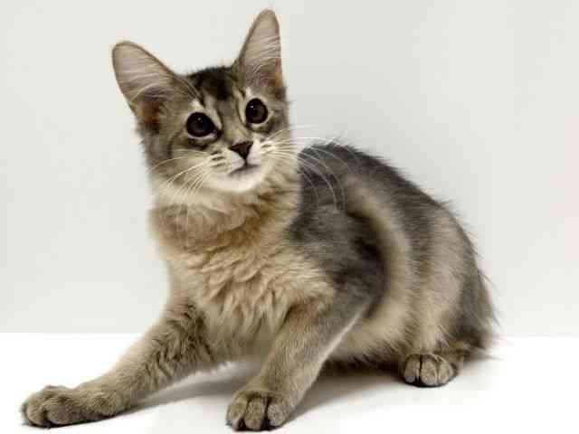 愛知県のソマリ (ひごペットフレンドリーららぽーと名古屋みなとアクルス店/2025年6月20日生まれ/女の子/ブルー)の子猫の2枚目の画像