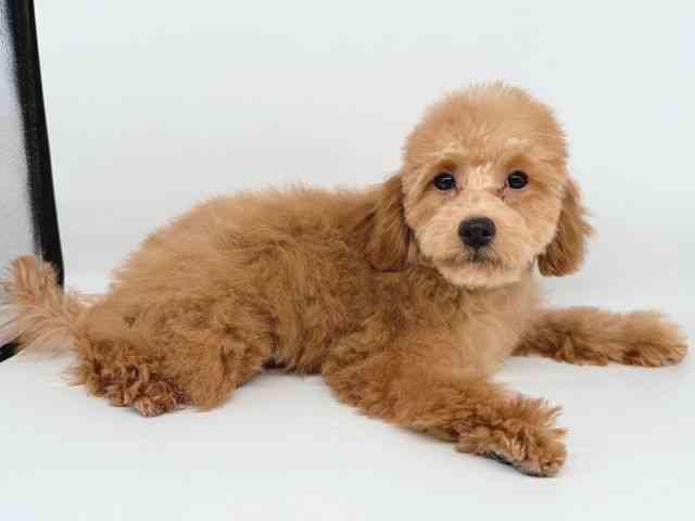 大阪府のトイプードル(トイ) (ひごペットフレンドリー瓜破店/2025年6月21日生まれ/女の子/レッド)の子犬の2枚目の画像