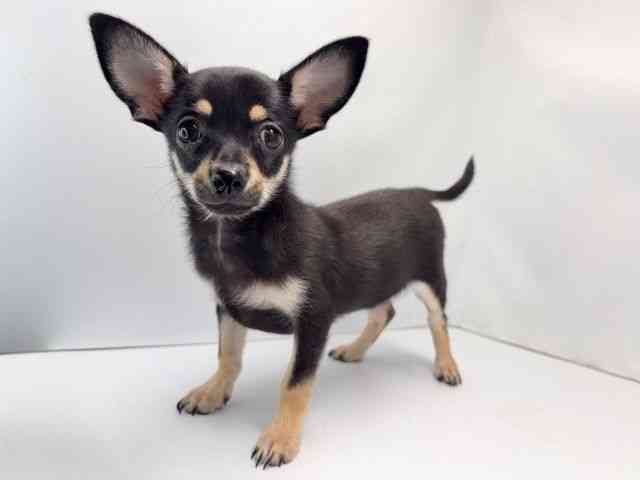 京都府のハーフ犬・ミックス犬 (ひごペットフレンドリー洛北阪急スクエア店/2025年6月21日生まれ/男の子/ブラックタンホワイト)の子犬の2枚目の画像