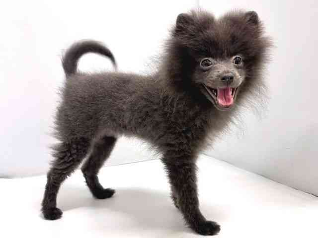 奈良県のポメラニアン (ひごペットフレンドリー奈良パワーシティ店/2025年6月21日生まれ/女の子/ブルーホワイト)の子犬の2枚目の画像