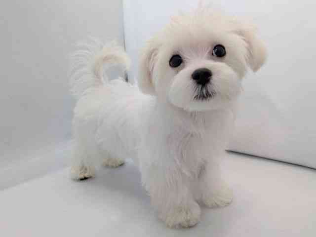 京都府のマルチーズ (ひごペットフレンドリー京都店/2025年6月19日生まれ/女の子/ホワイト)の子犬の2枚目の画像