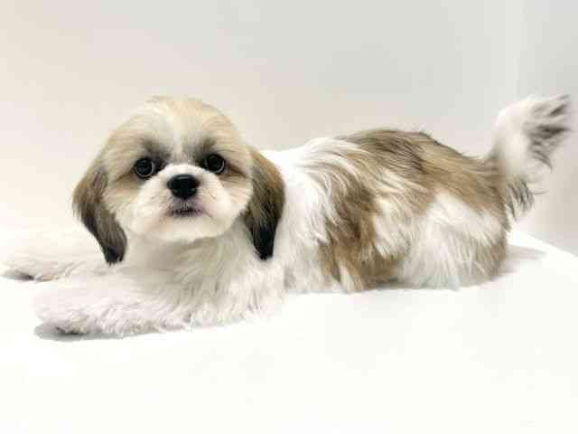 大阪府のシーズー (ひごペットフレンドリーイオン高槻店/2025年6月21日生まれ/女の子/ゴールドホワイト)の子犬の2枚目の画像