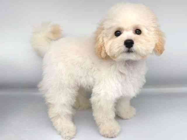 大阪府のトイプードル(トイ) (ひごペットフレンドリー岸和田店/2025年6月22日生まれ/女の子/クリーム)の子犬の2枚目の画像