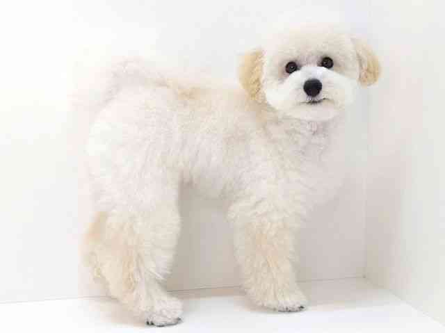 大阪府のトイプードル(トイ) (ひごペットフレンドリーいこらもーる泉佐野店/2025年6月22日生まれ/男の子/クリーム)の子犬の2枚目の画像