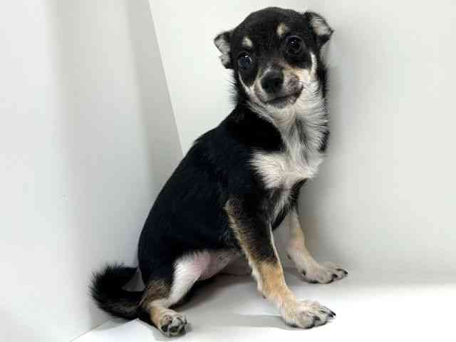 奈良県のポメチワ/チワポメ/ポメチー(ポメラニアン×チワワ) (ひごペットフレンドリーイオンモール橿原ウエスト・ビレッジ店/2025年6月21日生まれ/女の子/ブラックタンホワイト)の子犬の2枚目の画像