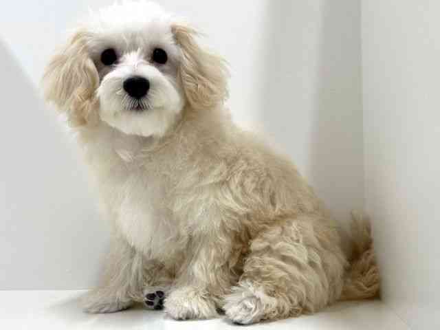 奈良県のハーフ犬・ミックス犬 (ひごペットフレンドリーイオンモール橿原ウエスト・ビレッジ店/2025年6月22日生まれ/女の子/クリーム)の子犬の2枚目の画像