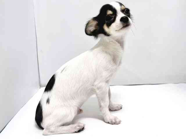 奈良県のチワワ(ロング) (ひごペットフレンドリー奈良パワーシティ店/2025年6月20日生まれ/男の子/ブラックタンホワイト)の子犬の2枚目の画像