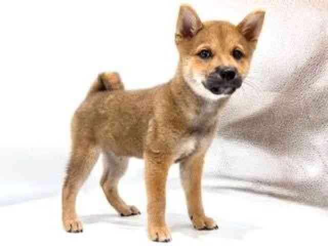 愛知県の柴犬(標準サイズ) (ひごペットフレンドリーヴィアモール アピタ江南西店/2025年6月21日生まれ/男の子/赤)の子犬の2枚目の画像