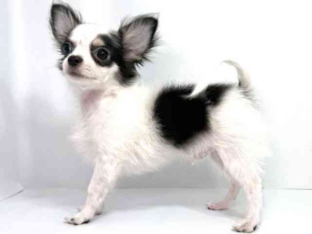 兵庫県のチワワ(ロング) (ひごペットフレンドリーイトーヨーカドー明石店/2025年6月16日生まれ/男の子/ブラックホワイト)の子犬の2枚目の画像