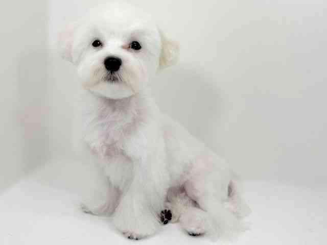 京都府のマルチーズ (ひごペットフレンドリーイズミヤショッピングセンター八幡店/2025年6月23日生まれ/男の子/ホワイト)の子犬の2枚目の画像