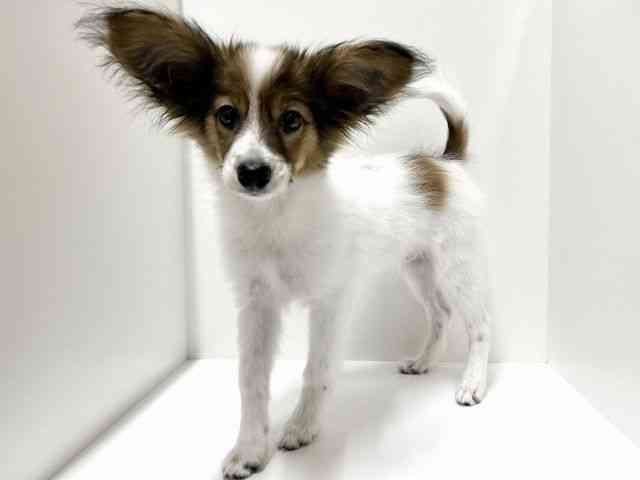 愛知県のパピヨン (ひごペットフレンドリーららぽーと名古屋みなとアクルス店/2025年6月23日生まれ/男の子/ホワイトブラウン)の子犬の2枚目の画像