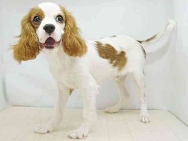 福岡県のキャバリアキングチャールズスパニエル (ひごペットフレンドリーゆめタウン筑紫野店/2025年6月22日生まれ/男の子/ブレンハイム)の子犬の2枚目の画像