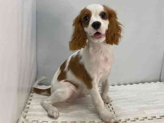 島根県のキャバリアキングチャールズスパニエル (ひごペットフレンドリーイオンモール出雲店/2025年6月22日生まれ/男の子/ブレンハイム)の子犬の2枚目の画像