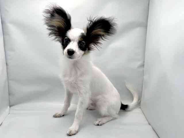 大阪府のパピヨン (ひごペットフレンドリー東淀川店/2025年6月21日生まれ/男の子/トライカラー)の子犬の2枚目の画像