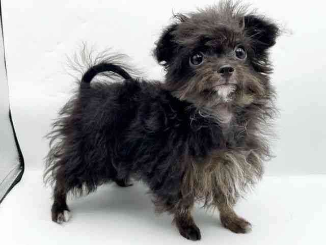 奈良県のハーフ犬・ミックス犬 (ひごペットフレンドリートナリエ大和高田店/2025年6月18日生まれ/男の子/ブラックホワイト)の子犬の2枚目の画像