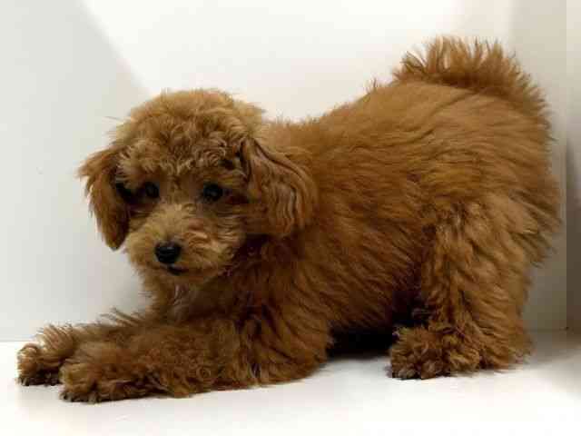 奈良県のトイプードル(トイ) (ひごペットフレンドリーイオンモール橿原ウエスト・ビレッジ店/2025年6月19日生まれ/女の子/レッド)の子犬の2枚目の画像