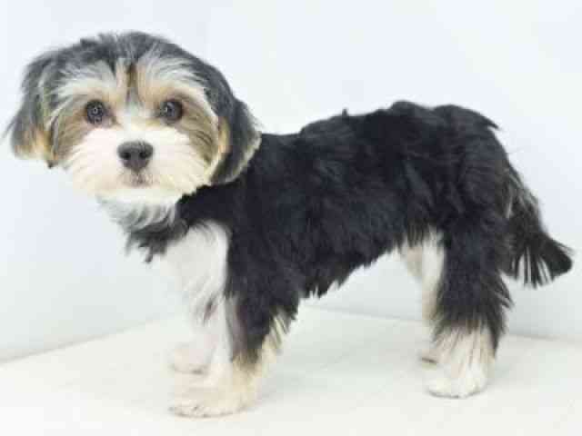 福岡県のマルキー/マルヨーキー(マルチーズ×ヨークシャーテリア) (ひごペットフレンドリーゆめタウン筑紫野店/2025年6月23日生まれ/女の子/ブラックタン)の子犬の2枚目の画像