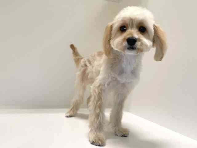 兵庫県のキャバプー(キャバリア×プードル) (ひごペットフレンドリーイトーヨーカドー明石店/2025年6月24日生まれ/女の子/アプリコット)の子犬の2枚目の画像