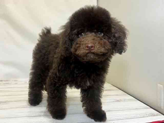 和歌山県のトイプードル(トイ) (ひごペットフレンドリーパームシティ和歌山店/2025年6月20日生まれ/男の子/ブラウン)の子犬の2枚目の画像