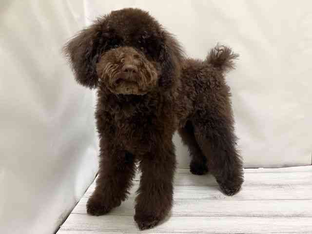 和歌山県のトイプードル(トイ) (ひごペットフレンドリーパームシティ和歌山店/2025年6月20日生まれ/男の子/ブラウン)の子犬の2枚目の画像