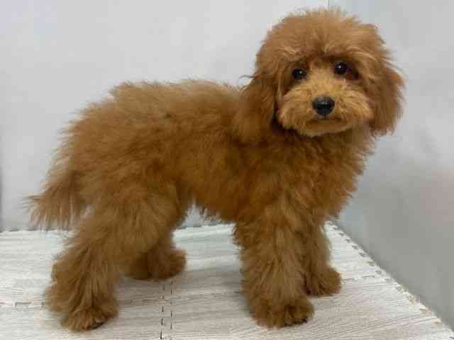 広島県のトイプードル(トイ) (ひごペットフレンドリーゆめタウン廿日市店/2025年6月19日生まれ/男の子/レッド)の子犬の2枚目の画像