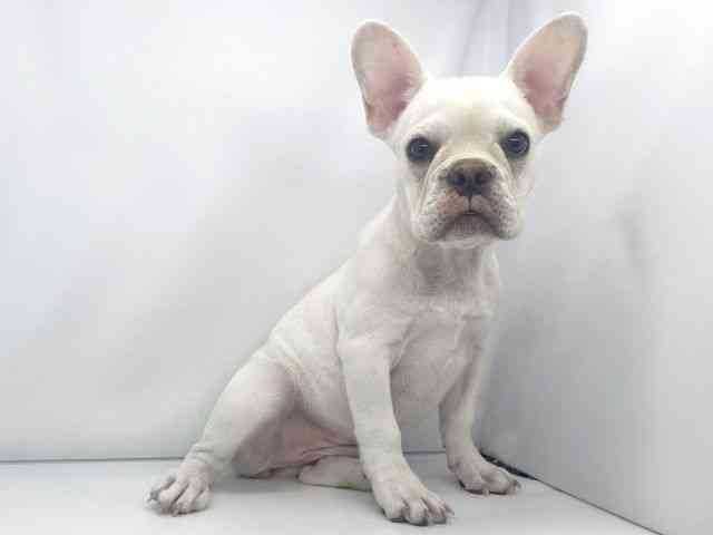 兵庫県のフレンチブルドッグ (ひごペットフレンドリーイオンタウン加古川店/2025年6月23日生まれ/女の子/クリーム)の子犬の2枚目の画像