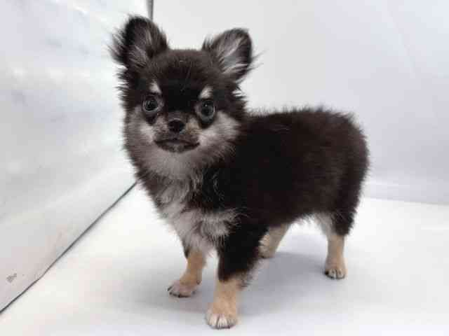 京都府のチワワ(ロング) (ひごペットフレンドリー京都店/2025年6月25日生まれ/男の子/ブラックタン)の子犬の2枚目の画像