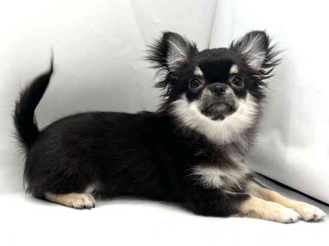 京都府のチワワ(ロング) (ひごペットフレンドリー京都店/2025年6月25日生まれ/男の子/ブラックタン)の子犬の2枚目の画像