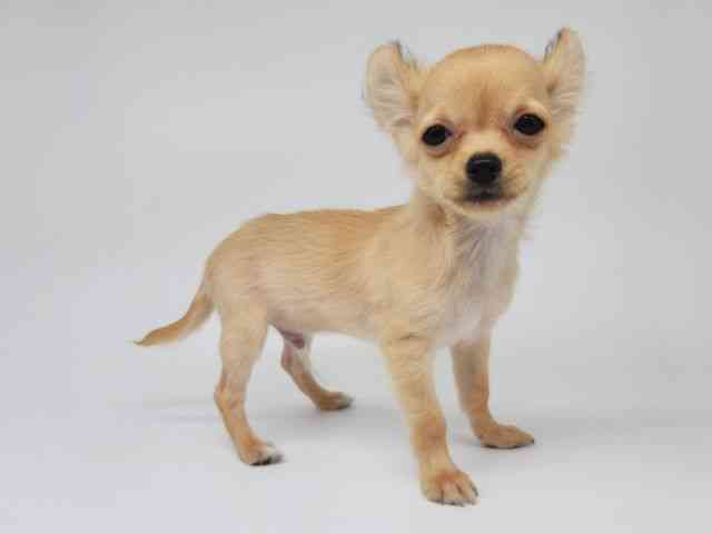 大阪府のチワワ(ロング) (ひごペットフレンドリー泉ヶ丘店/2025年6月25日生まれ/男の子/フォーン)の子犬の2枚目の画像