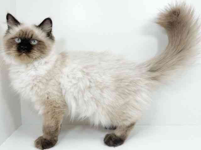 京都府のヒマラヤン (ひごペットフレンドリーイズミヤショッピングセンター八幡店/2025年6月23日生まれ/男の子/シールポイント)の子猫の2枚目の画像