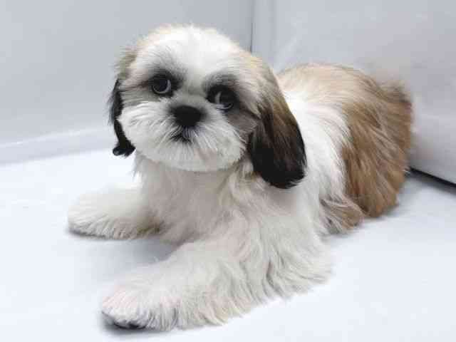 京都府のシーズー (ひごペットフレンドリー京都店/2025年6月29日生まれ/女の子/ゴールドホワイト)の子犬の2枚目の画像