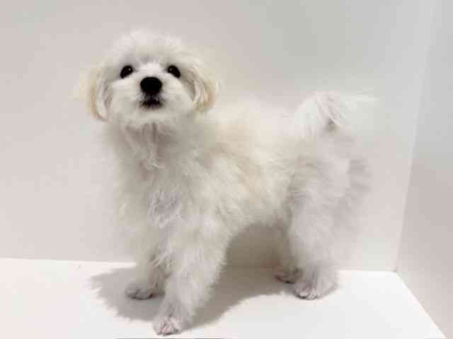 大阪府のマルチーズ (ひごペットフレンドリーイオン高槻店/2025年6月29日生まれ/男の子/ホワイト)の子犬の2枚目の画像