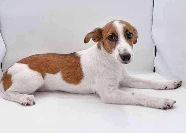 島根県のジャックラッセルテリア (ひごペットフレンドリーイオン松江ショッピングセンター店/2025年6月29日生まれ/女の子/ホワイトタン)の子犬の2枚目の画像