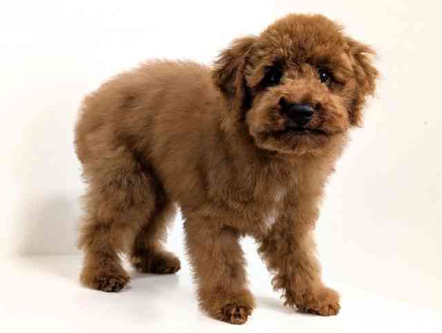 福岡県のトイプードル(トイ) (ひごペットフレンドリーリバーウォーク北九州店/2025年6月28日生まれ/男の子/レッド)の子犬の2枚目の画像