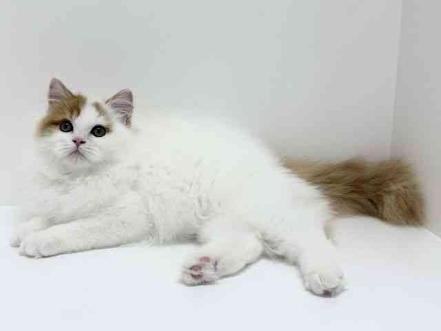 大阪府のサイベリアン (ひごペットフレンドリーくずはモール店/2025年6月28日生まれ/男の子/レッドホワイト)の子猫の2枚目の画像