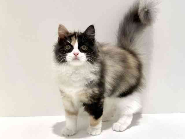 大阪府のサイベリアン (ひごペットフレンドリーイオン高槻店/2025年6月28日生まれ/女の子/キャリコ)の子猫の2枚目の画像