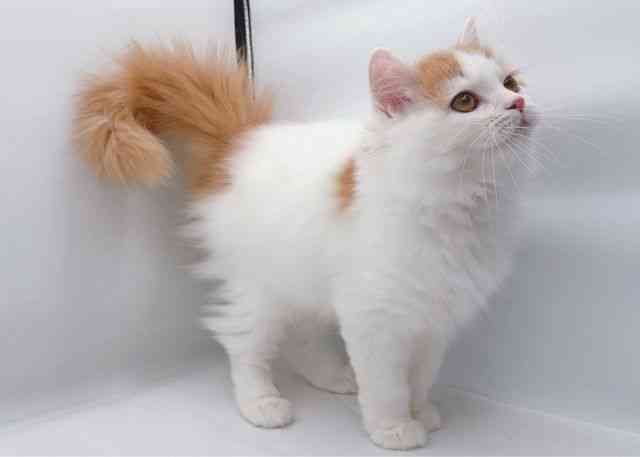 島根県のサイベリアン (ひごペットフレンドリーイオン松江ショッピングセンター店/2025年6月28日生まれ/男の子/レッドタビーホワイト)の子猫の2枚目の画像