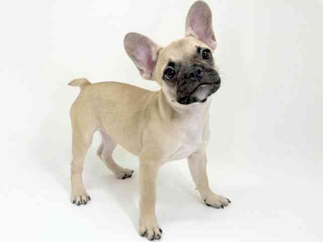 京都府のフレンチブルドッグ (ひごペットフレンドリーイズミヤショッピングセンター八幡店/2025年6月26日生まれ/女の子/フォーン)の子犬の2枚目の画像