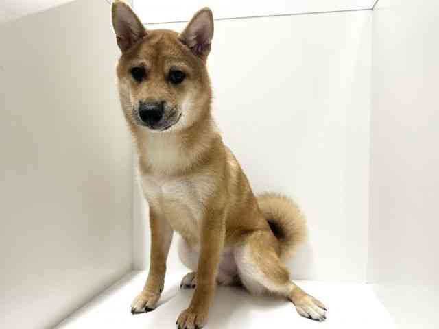 愛知県の柴犬(標準サイズ) (ひごペットフレンドリーららぽーと名古屋みなとアクルス店/2025年6月28日生まれ/女の子/赤)の子犬の2枚目の画像