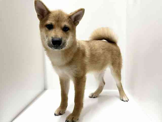 愛知県の柴犬(標準サイズ) (ひごペットフレンドリーららぽーと名古屋みなとアクルス店/2025年6月28日生まれ/女の子/赤)の子犬の2枚目の画像