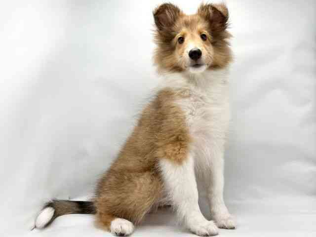 大阪府のシェットランドシープドッグ (ひごペットフレンドリー東淀川店/2025年6月27日生まれ/男の子/セーブルホワイト)の子犬の2枚目の画像