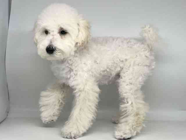 徳島県のトイプードル(トイ) (ひごペットフレンドリーゆめタウン徳島店/2025年6月27日生まれ/男の子/ホワイト)の子犬の2枚目の画像