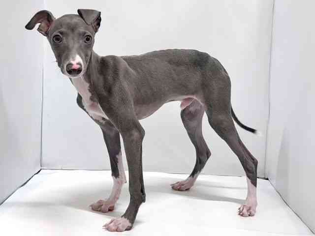 奈良県のイタリアングレーハウンド (ひごペットフレンドリー奈良パワーシティ店/2025年6月29日生まれ/男の子/ブルー)の子犬の2枚目の画像