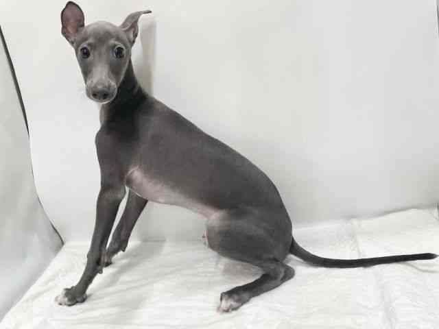 高知県のイタリアングレーハウンド (ひごペットフレンドリーイオンモール高知店/2025年6月29日生まれ/男の子/ブルー)の子犬の2枚目の画像