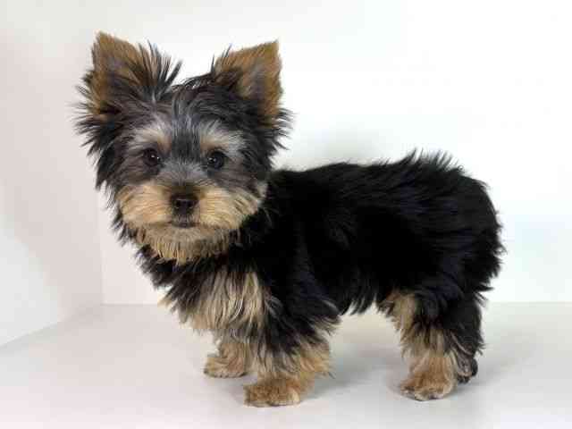 大阪府のヨークシャーテリア (ひごペットフレンドリーイオンそよら海老江店/2025年6月24日生まれ/男の子/スチールブルータン)の子犬の2枚目の画像