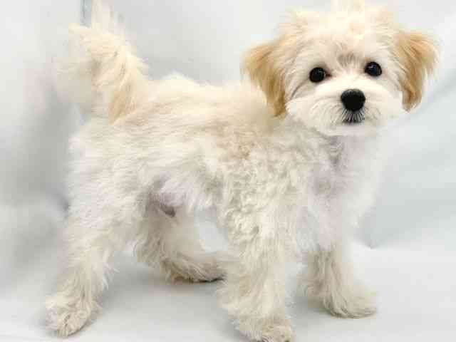 大阪府のハーフ犬・ミックス犬 (ひごペットフレンドリーイトーヨーカドー津久野店/2025年6月27日生まれ/男の子/クリーム)の子犬の2枚目の画像