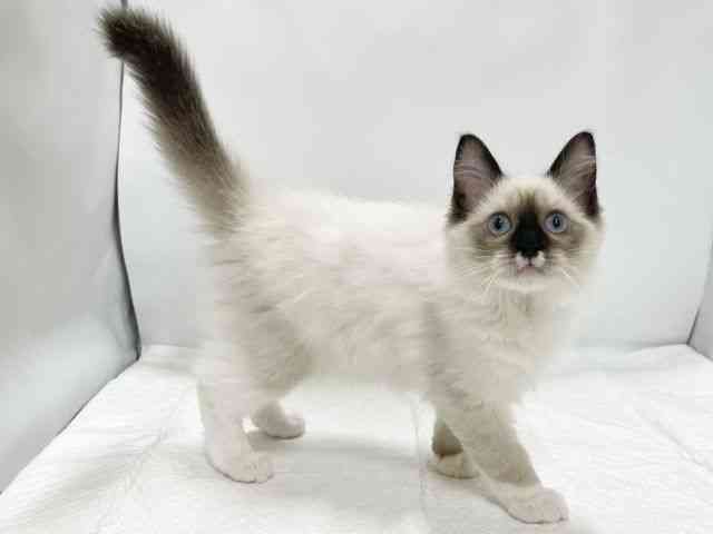 高知県のラグドール (ひごペットフレンドリーイオンモール高知店/2025年6月24日生まれ/女の子/シールポイントミテッド)の子猫の2枚目の画像