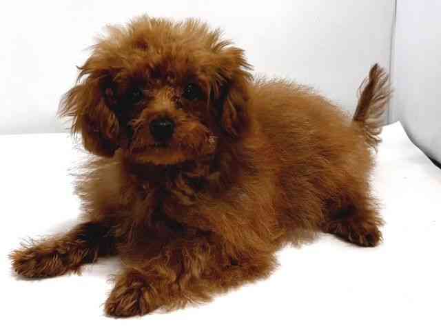 奈良県のトイプードル(トイ) (ひごペットフレンドリー奈良パワーシティ店/2025年6月28日生まれ/女の子/レッド)の子犬の2枚目の画像