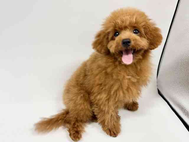 大阪府のトイプードル(トイ) (ひごペットフレンドリーイオンタウン豊中庄内店/2025年6月28日生まれ/女の子/レッド)の子犬の2枚目の画像