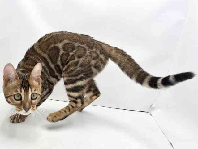 兵庫県のベンガル (ひごペットフレンドリークラウンパーク伊丹店/2025年6月27日生まれ/女の子/ブラウンスポットタビー)の子猫の2枚目の画像